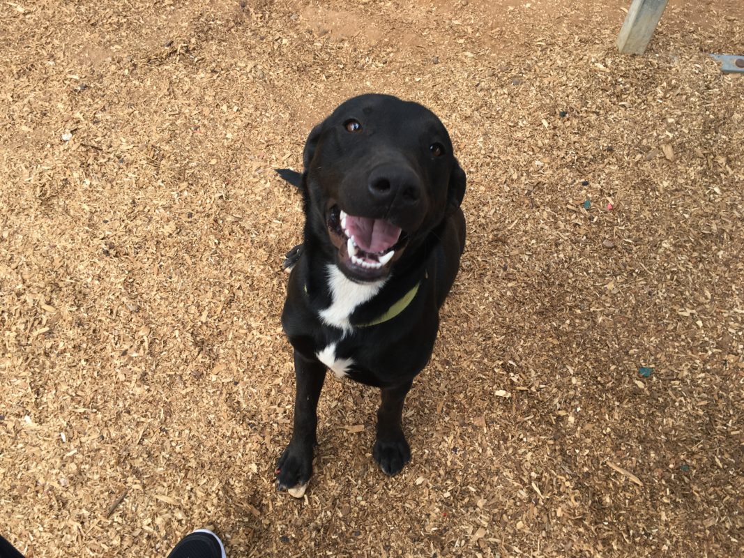 Pet of the Week: Dooley the Lab