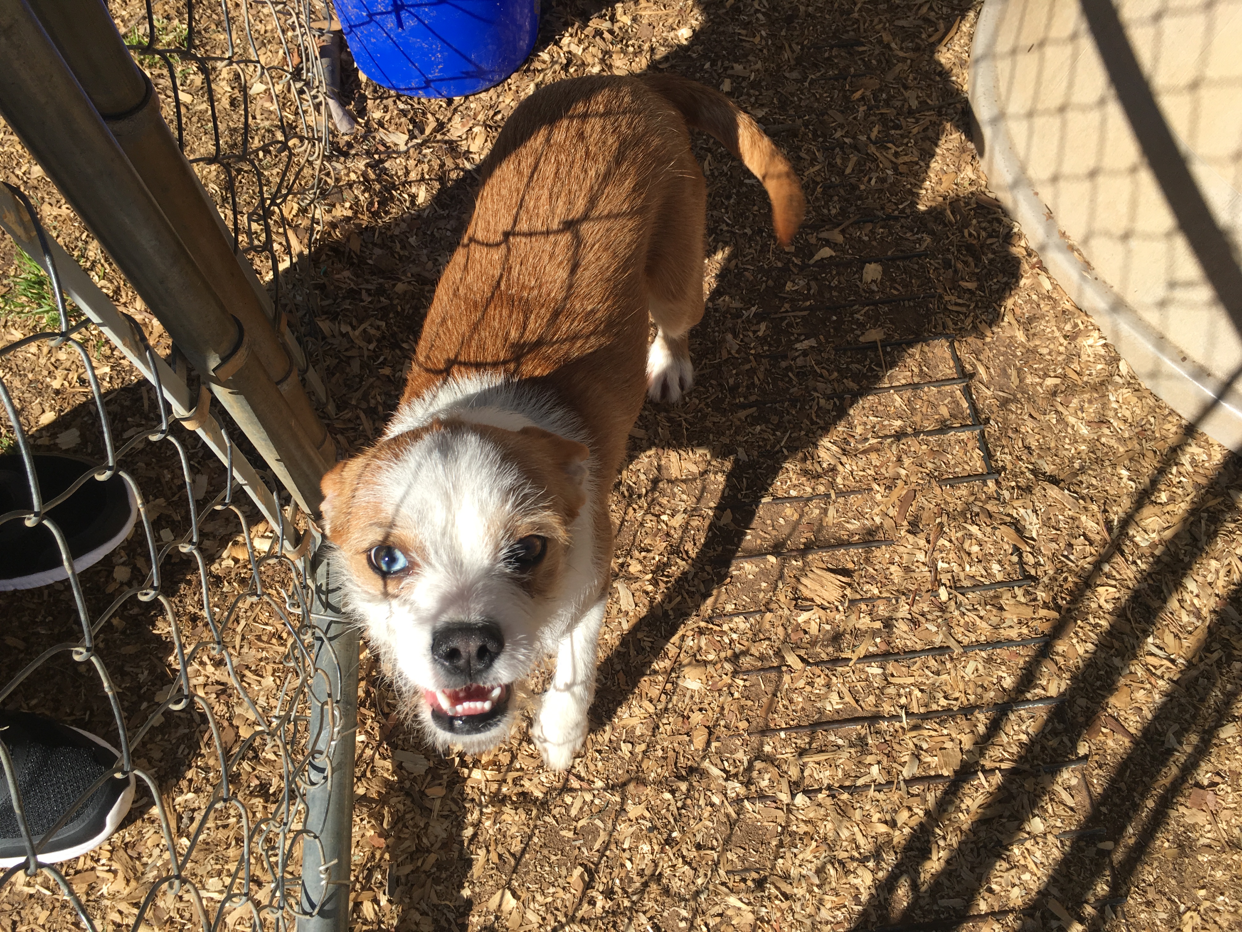 Adoptable Pet of the Week: Oscar the Terrier