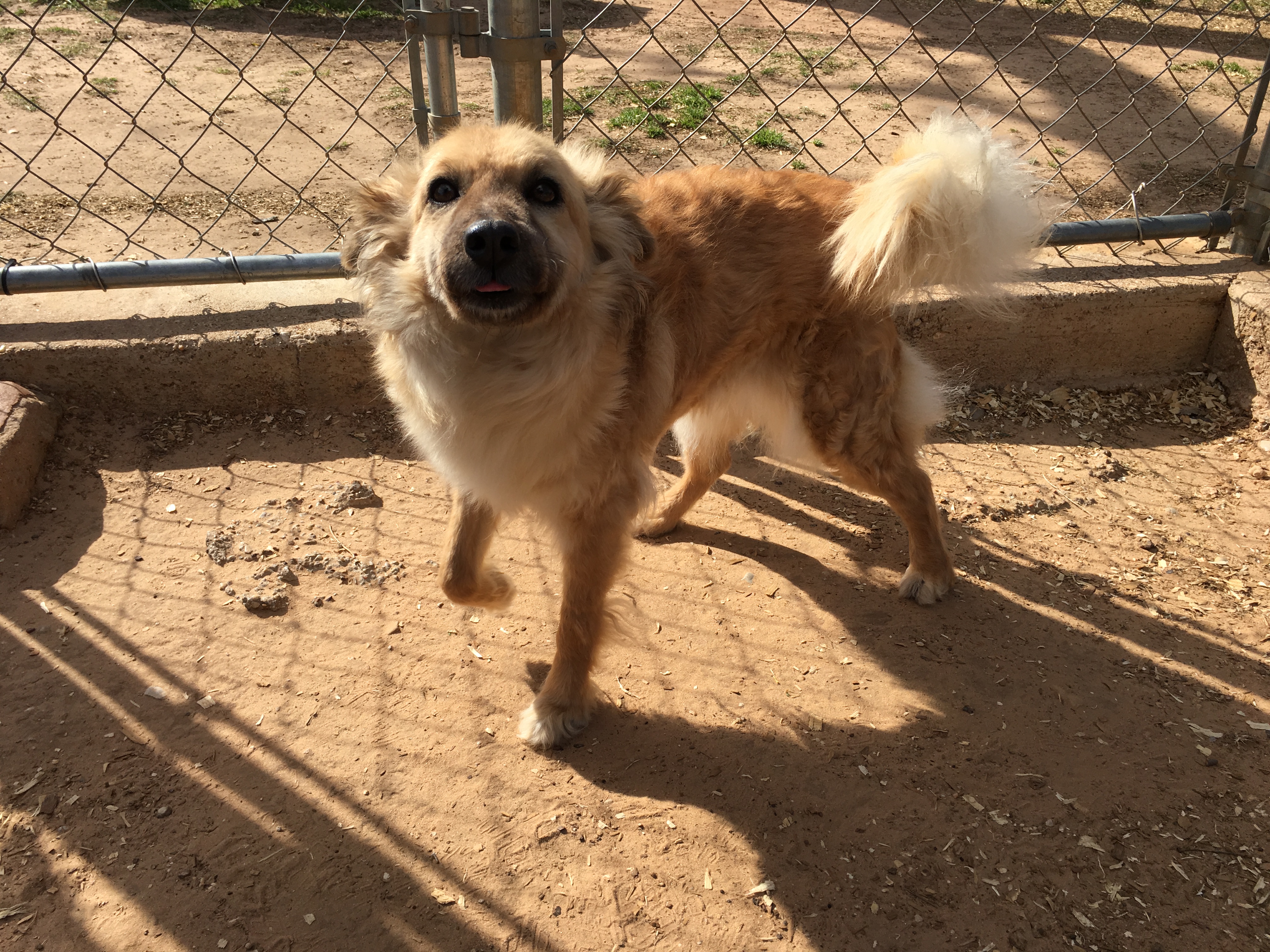 Adoptable Pet of the Week: Roxy the Sheltie Mix