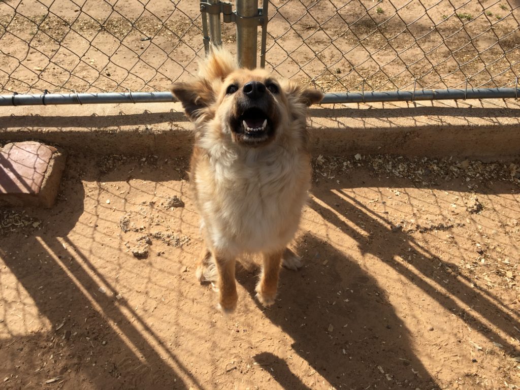 roxy the sheltie pet of the week