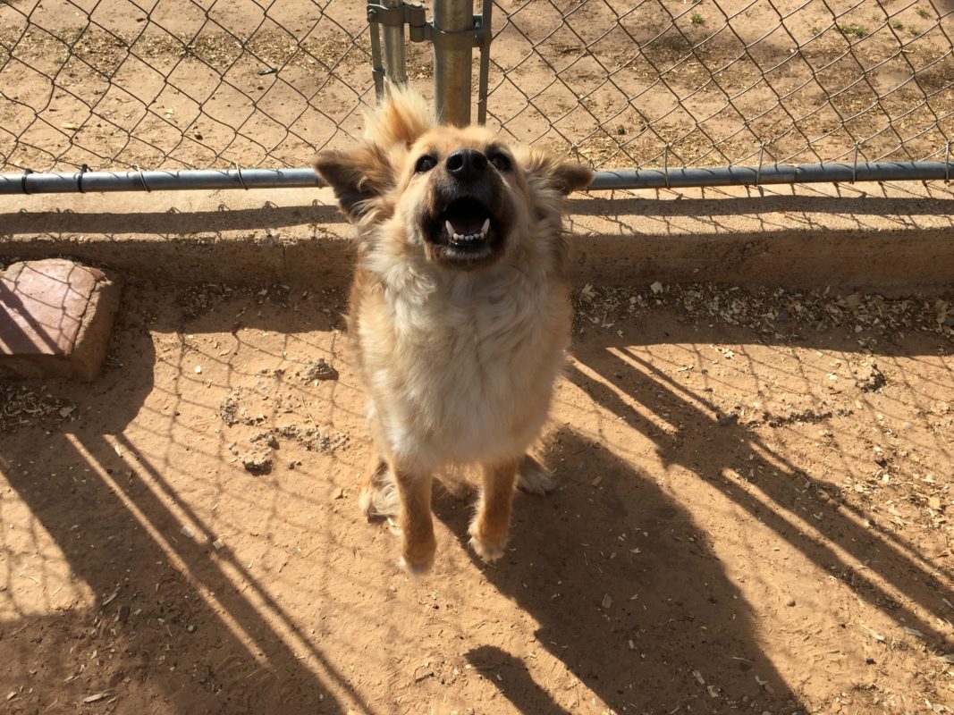 Adoptable Pet of the Week: Roxy the Sheltie mix