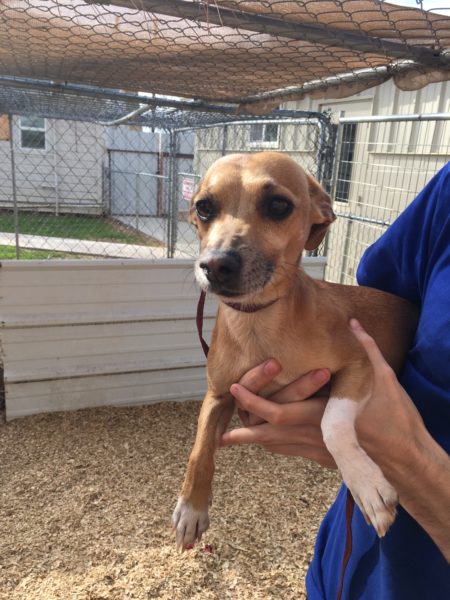 Adoptable Pet of the Week: Toby the Chihuahua