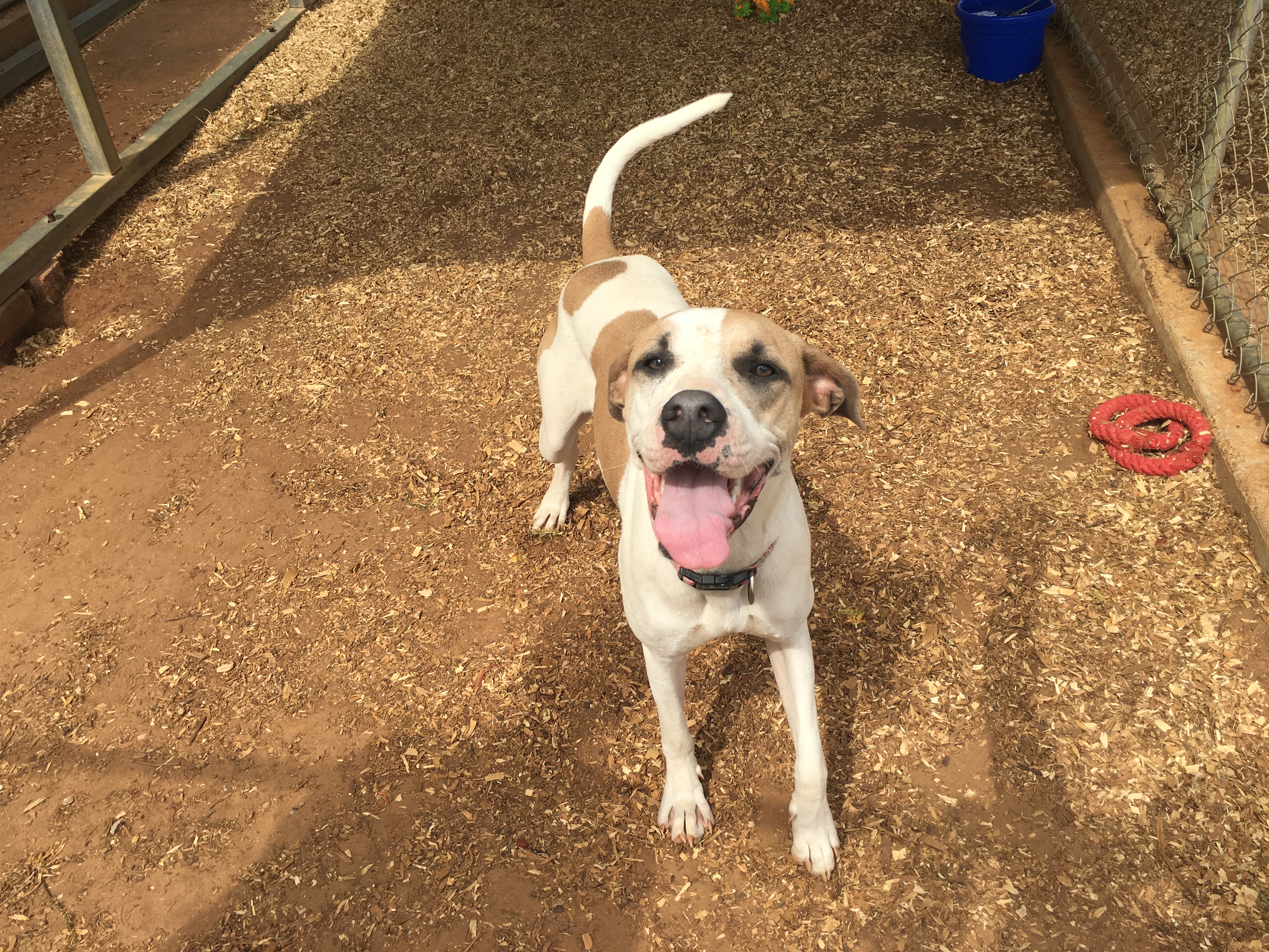 Adoptable Pet of the Week: Josie the Boxer