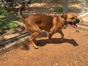 Cisco Pet of the Week