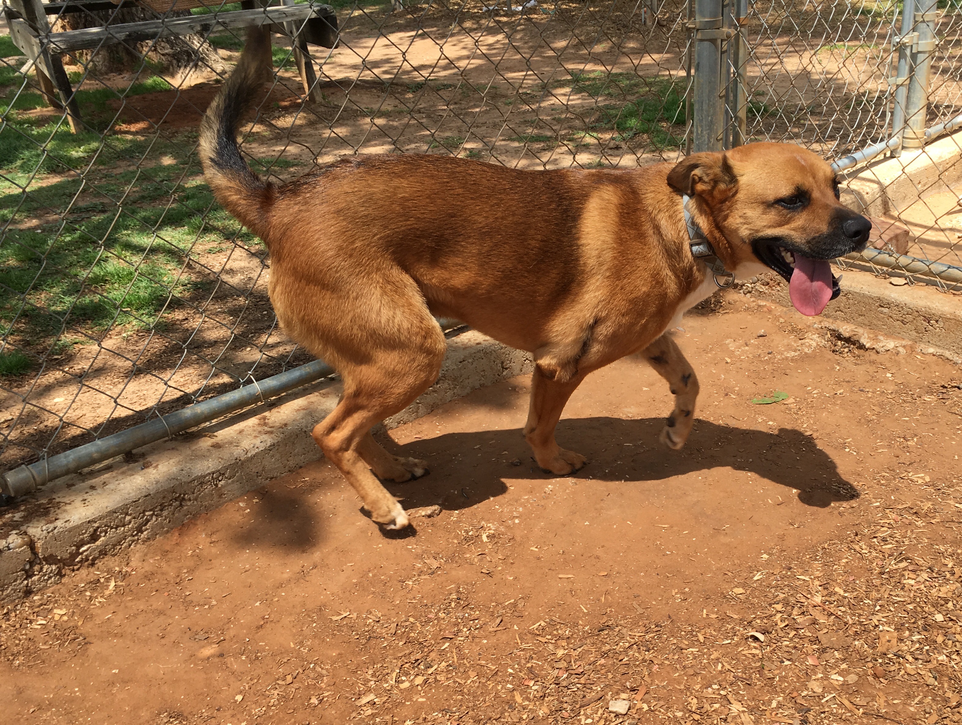 Adoptable Pet of the Week: Cisco the Shepherd Mix