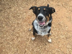 Tessa pet of the week