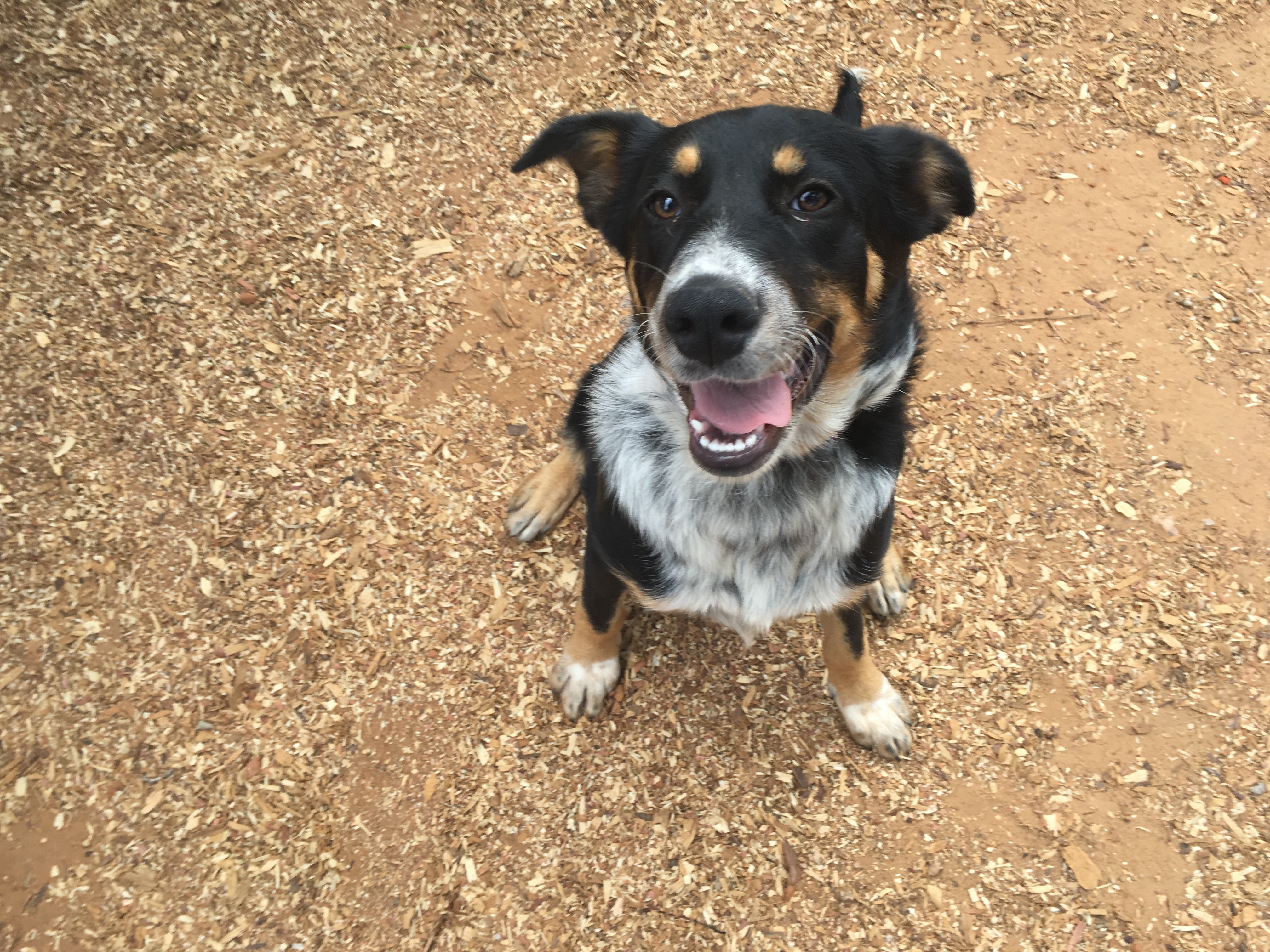 Adoptable Pet of the Week: Tessa the Blue Heeler