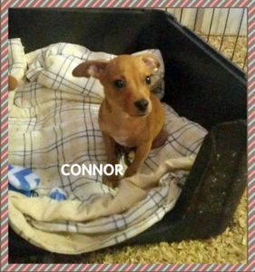 connor the chihuahua