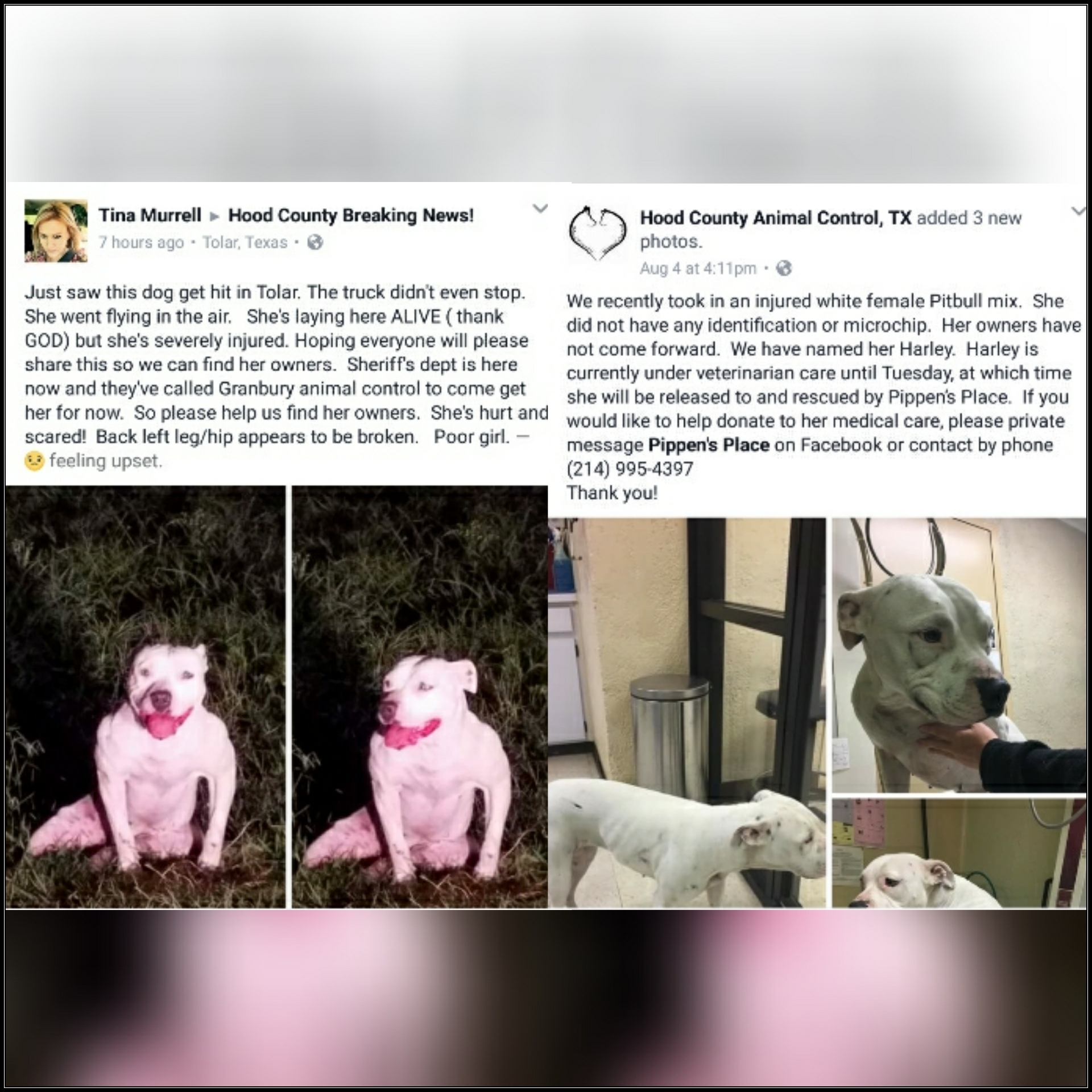 Harley The Dog Needs Your Help! - Hood County Today