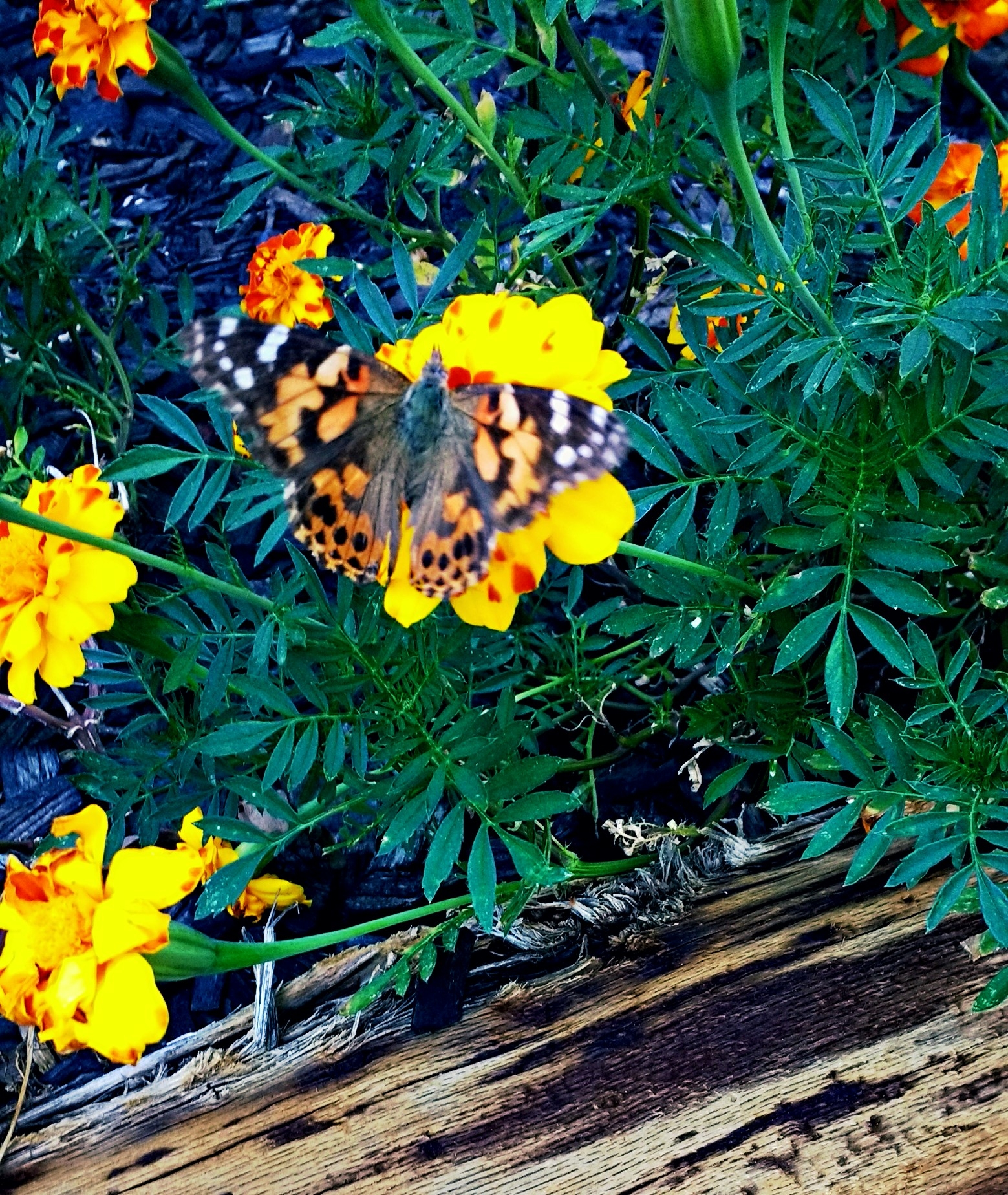 DPS Offers Safety Tips For Enjoying Texas Wildflowers