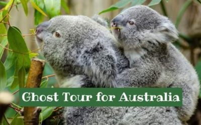 Ghost Tour to Hold Fundraiser for Australia Bushfires, Proceeds to Benefit Australia Zoo’s Wildlife Warriors